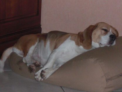 Dog's Companion® Hondenbed camel extra small