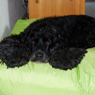 Dog's Companion® Hondenbed Small Lime nylon
