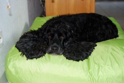 Dog's Companion® Hondenbed Small Lime nylon