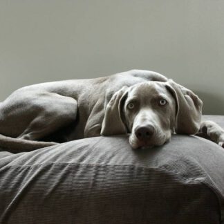 Dog's Companion® Hondenbed muisgrijs ribcord extra small