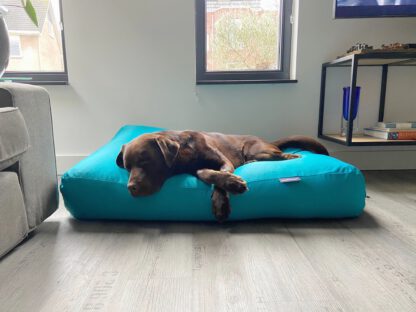 Dog's Companion® Hondenbed turquoise coating
