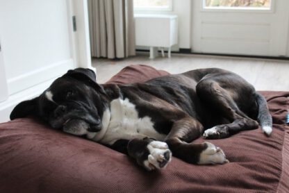 Dog's Companion® Hondenbed mokka ribcord extra small