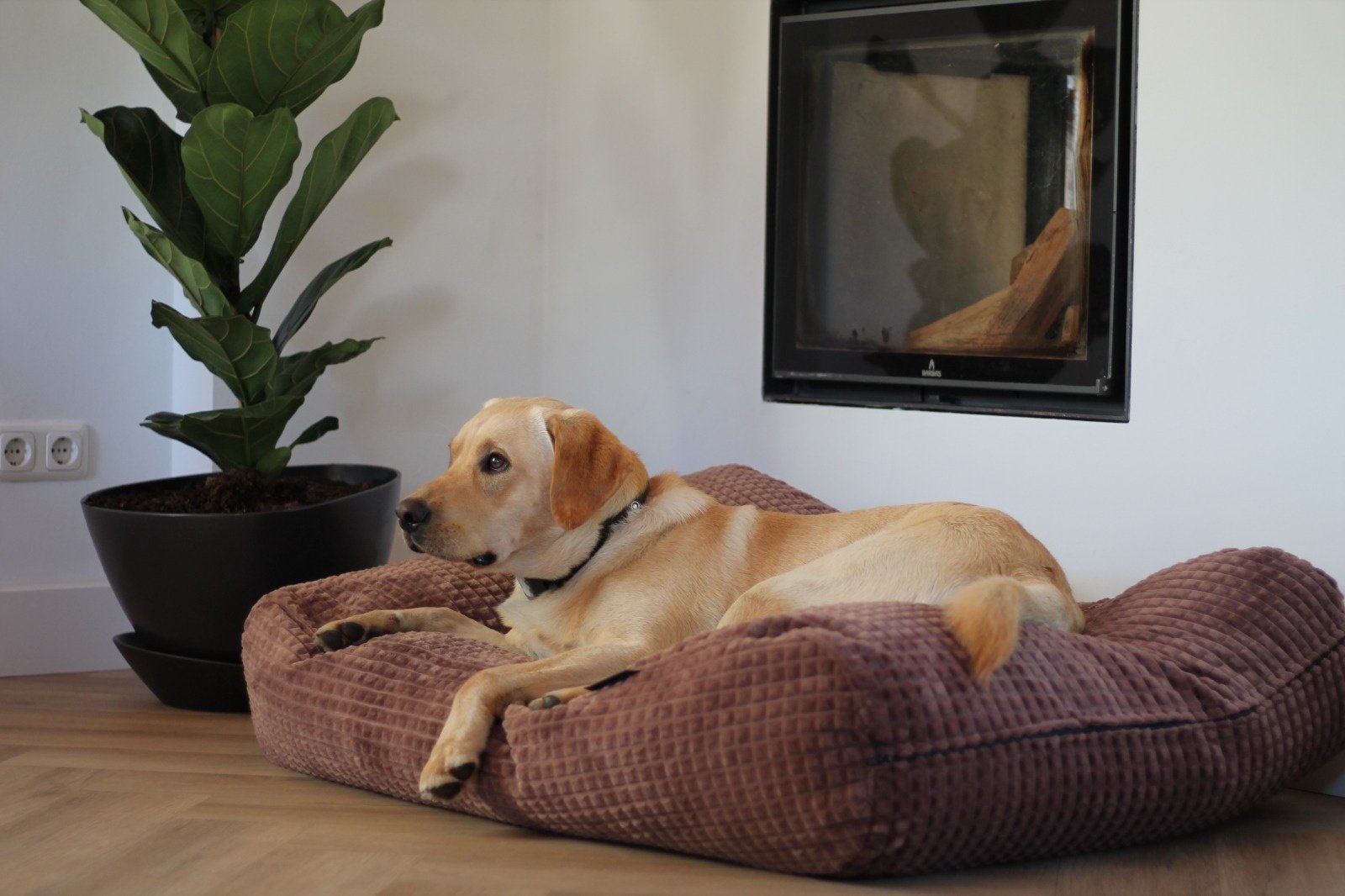 Dog's Companion® Hondenbed little square soft brown