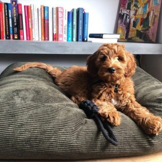 Dog's Companion® Hondenbed hunting ribcord superlarge